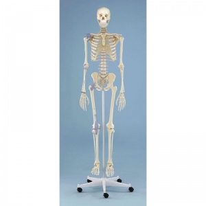 Anatomical Model Skeleton Otto with Articular Ligaments